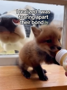 F1403005 The Cow Who Became a Fox’s Grandma ❤️ Real animal rescues that cross borders ❤️🐾 Giving animals a s (Part 2)