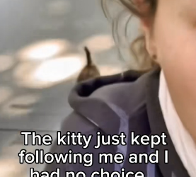 F1403007 Cheating Ex and A kitty Surprise  Real animal rescues that cross borders（Part 2)