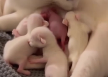 F1403003My Cat became a mother to a tiny Rabbit � Real animal rescues that cross border (Part 2)
