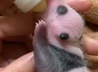F1403006 I saved a baby panda  Real animal rescues that cross borders (Part 2)