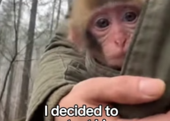 F1403010 The Little Monkey Who Found a Mom in a Toy ❤️ Real animal rescues that cross borders (Part 2)