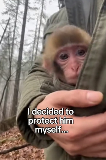 F1403010 The Little Monkey Who Found a Mom in a Toy ❤️ Real animal rescues that cross borders (Part 2)