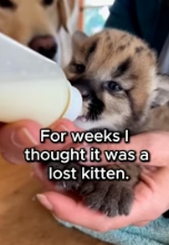 F1403009 I saved a baby cat ❤️ Real animal rescues that cross borders (Part 2)