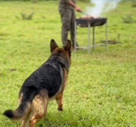 Y0505034 Dog asked help man Will you help him  (Part 2)