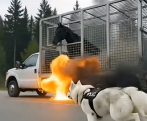 Y0505013 Golden Retriever Stops Burning Truck Saves Cow (Part 2)