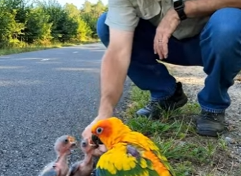 A0205013 Rescuing an Injured Conure Parrot and Two Hurt Babies — A Video That Will Touch Your Heart (Part 2)