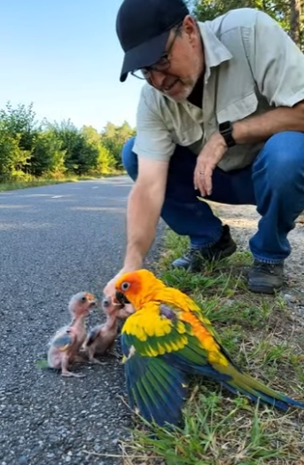 A0205013 Rescuing an Injured Conure Parrot and Two Hurt Babies — A Video That Will Touch Your Heart (Part 2)