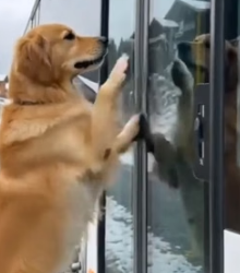 Y0505006 Brave Golden Retriever Saved Bus Disaster (Part 2)