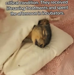 H0205028 saved squirrel was injured while trying to cross road (Part 2)
