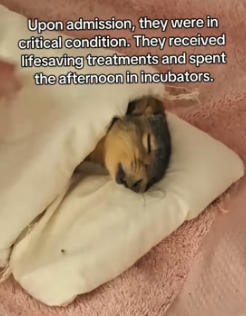 H0205028 saved squirrel was injured while trying to cross road (Part 2)