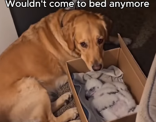 F1105006 My golden retriever walked in kitchen carrying something in (Part 2)