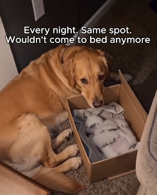 F1105006 My golden retriever walked in kitchen carrying something in (Part 2)