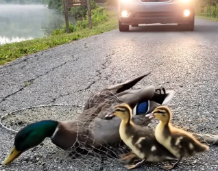 A0205012 Rescuing a mother wood duck trapped in a net by the roadside — her duckling waits nearby. (Part 2)