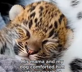 F1105008 Dog Finds Freezing Leopard Cub Saves It Life (Part 2)