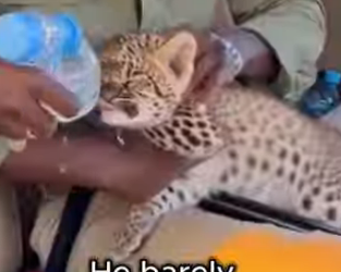 F1105009 An Elephant Brought Us Leopard Cub Then Happened (Part 2)