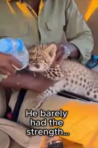 F1105009 An Elephant Brought Us Leopard Cub Then Happened (Part 2)