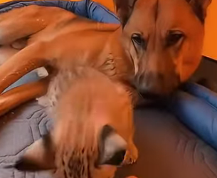 F1105003 My German Shepherd brought tiny baby lynx kitten (Part 2)