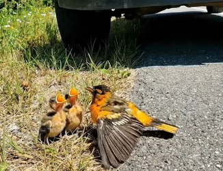 A0205030 Rescuing an Injured Mother Bird by the Road… Her Babies Screamed for Help (Part 2)