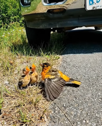 A0205030 Rescuing an Injured Mother Bird by the Road… Her Babies Screamed for Help (Part 2)