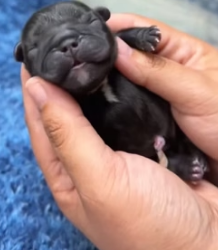 H0205029 Rescue puppy (Part 2)