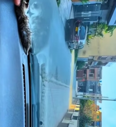 H0605022 Rescue Cat Family Seeking Shelter Meets Kind Driver Gives Them (Part 2)