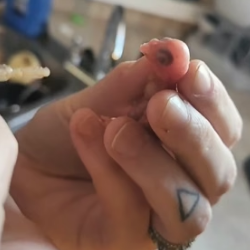 H0205030 Saved newborn bird then (Part 2)
