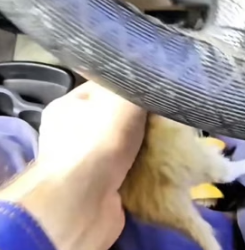H0605019 mother cat carried her baby to find driver help (Part 2)