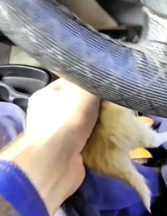 H0605019 mother cat carried her baby to find driver help (Part 2)