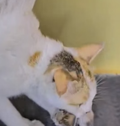 H0605016 save cat family cold (Part 2)