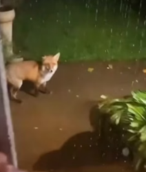H0605006 fox was crying help rescued her (Part 2)