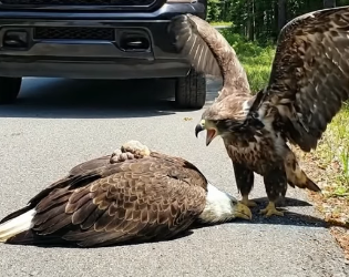 A0205003 Rescuing a Bald Eagle Injured in a Roadside Traffic Accident — A Heartwarming Moment (Part 2)