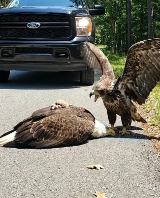 A0205003 Rescuing a Bald Eagle Injured in a Roadside Traffic Accident — A Heartwarming Moment (Part 2)