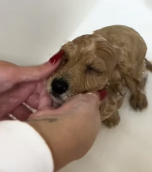 H0605003 OMG found stray puppy on road then (Part 2)