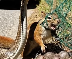 A0205020 Rescuing a Mother Squirrel Tangled in a Net by the Roadside (Part 2)