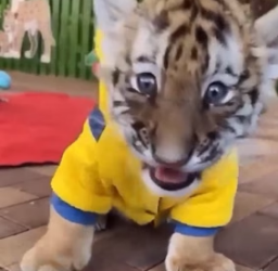 R1105004 rescue baby tiger (Part 2)