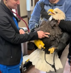 R1105005 An injured eagle was rescued cared by man (Part 2)