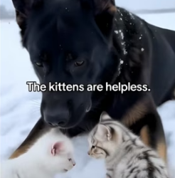 A1105002 German Shepherd Leads Pack To Rescue Cat (Part 2)