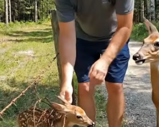 A0205001 Rescuing a Fawn Trapped in a Fence, While the Mother Deer Stands Nearby Crying for Help (Part 2)