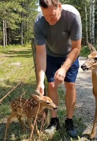 A0205001 Rescuing a Fawn Trapped in a Fence, While the Mother Deer Stands Nearby Crying for Help (Part 2)
