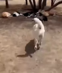 A1105007 Brave Dogs Save Stolen Kitten Snake (Part 2)