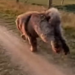 A1105008 Hero Tibetan Mastiff Saves Cat Mom Tiger (Part 2)