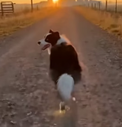 A1105003 Hero Border Collie Saves Cat Mom Cougar (Part 2)