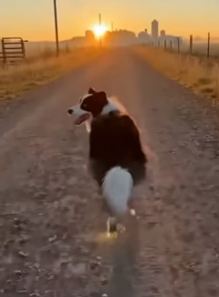 A1105003 Hero Border Collie Saves Cat Mom Cougar (Part 2)