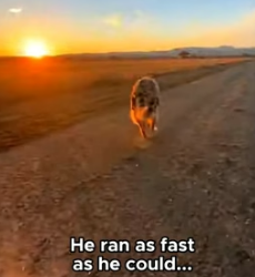 A1105005 Hero Dogs Save Cat Cougar Attack! (Part 2)