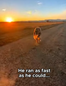 A1105005 Hero Dogs Save Cat Cougar Attack! (Part 2)