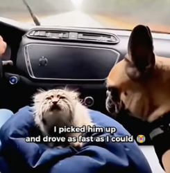 T0605022 I Found a Tiny Pallas Cat Being Attacked by Two Wolves in Oregon.My Dog Had Other Plan (Part 2)