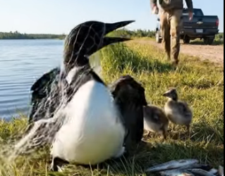 A0205025 Rescuing a Mother Loon Trapped in a Plastic Bottle and Trash Net by the Lakeshore (Part 2)