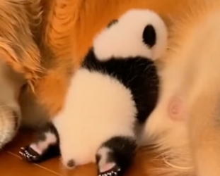 T0605019 My Dogs Brings A Lost Baby Panda Cub. Her Mother Was So Worried (Part 2)