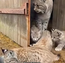 T0605018 I Found a Lynx Family In my Nashville Barn.They Had No One (Part 2)