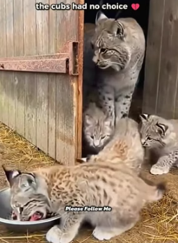 T0605018 I Found a Lynx Family In my Nashville Barn.They Had No One (Part 2)